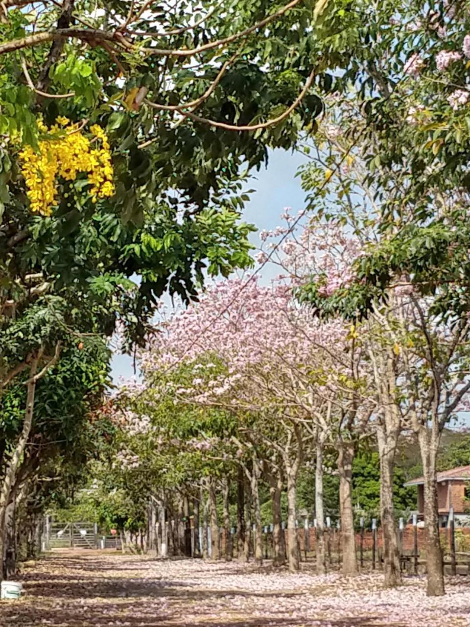 Chale Quintal Amazon Hotell Macapá Eksteriør bilde